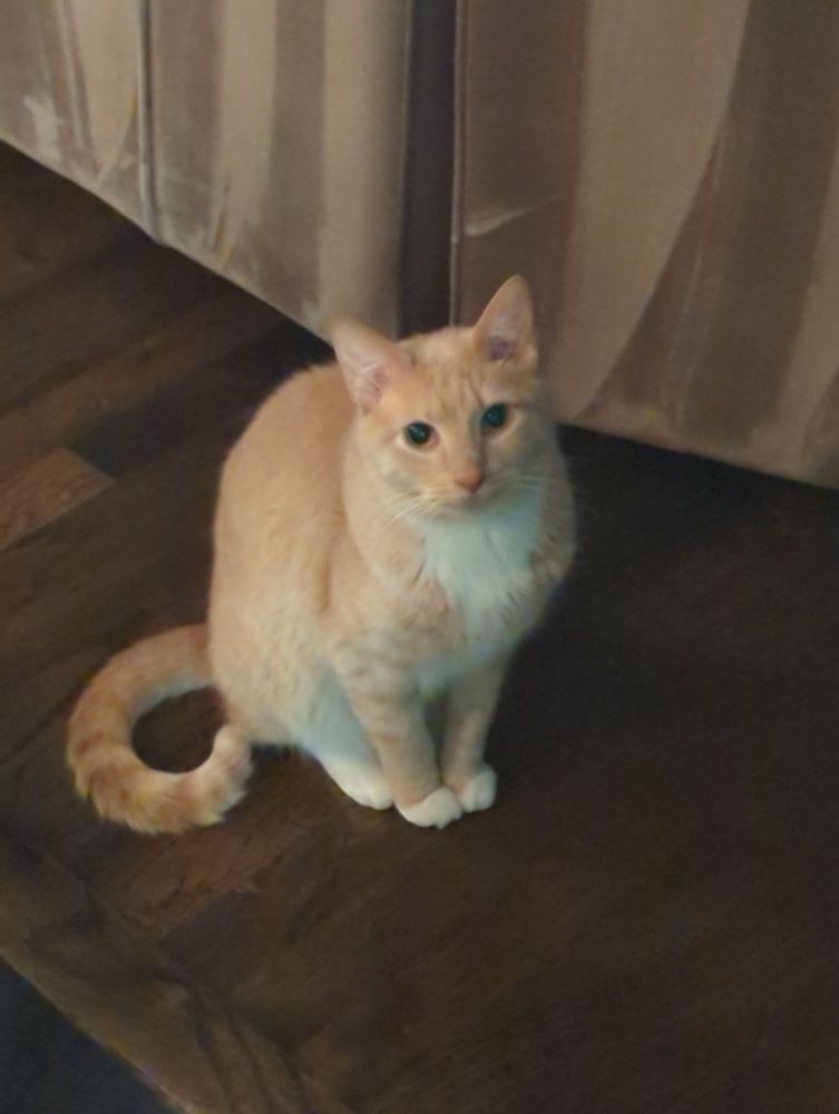 A sweet orange cat 