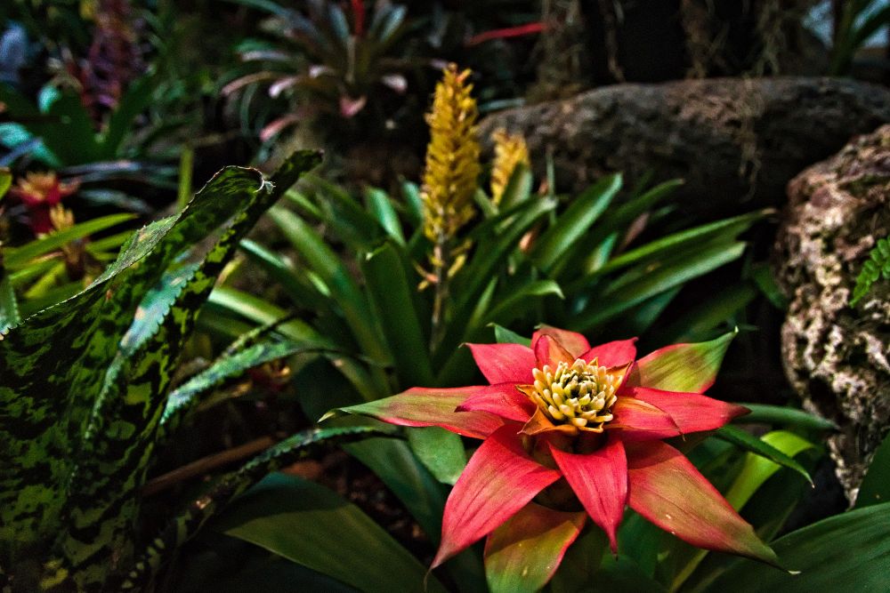 A photo of some brightly colored plants. At the forefront of the screen is a plant with pink and red petals spread out, and a yellow middle. In the background are more colorful yellow and red plants. Lots of green plant life is all over the photo.