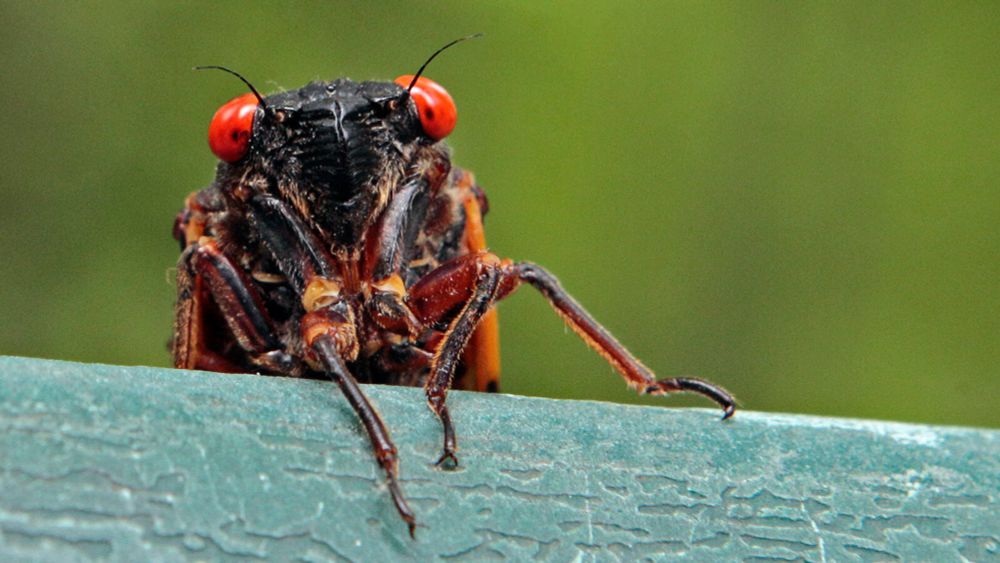 Up to a Trillion Cicadas Are About to Emerge in the U.S.