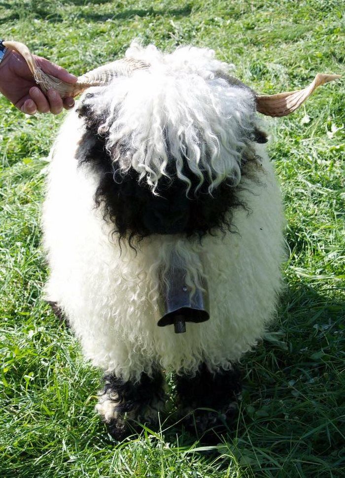 A Blacknose sheep with curled horns and a silver bell around its neck. A person's hand is touching its left horn.