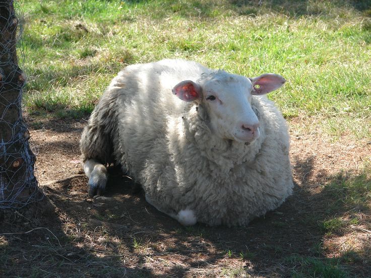 A woolly white sheep resting like a loaf on a patch of dirt next to a tree, some sunlight filtering through the branches