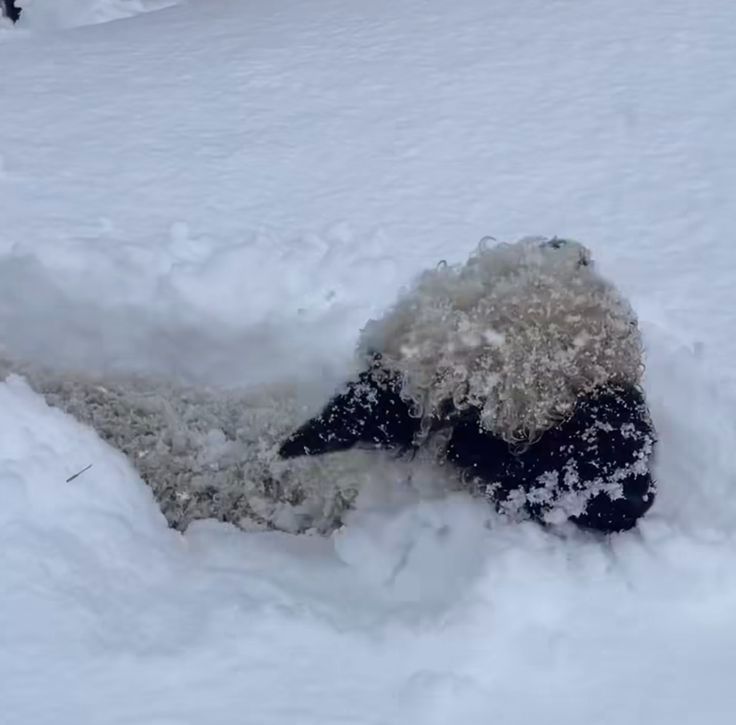 A Valais Blacknose lamb walking through deep snow