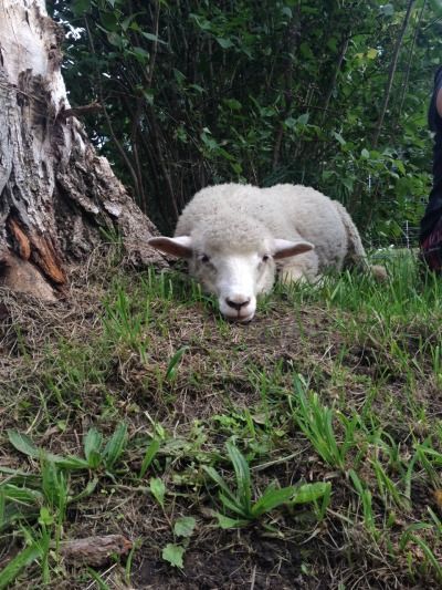 A white sheep resting on a dirt ground beside a tree, looking at the camera. Grass and weeds are sprouting out from the dirt, and thin trees can be seen in the background.