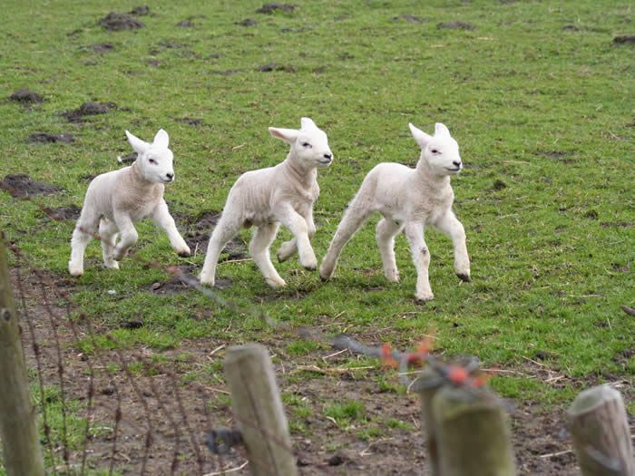Three lambs walking behind one another in a fenced off paddock