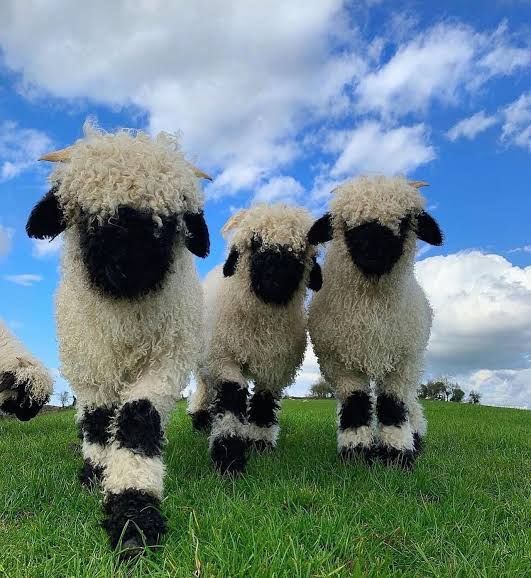 Three Valais Blacknose lambs in a green field with a blue, cloudy sky. The camera is positioned from below, looking up at the lambs. All are facing the camera, and the lamb on the far left and in the middle are walking toward it. Another sheep's head can be seen coming in from the left. Caption: Valais Blacknose lambs appreciation post, black heart emojj