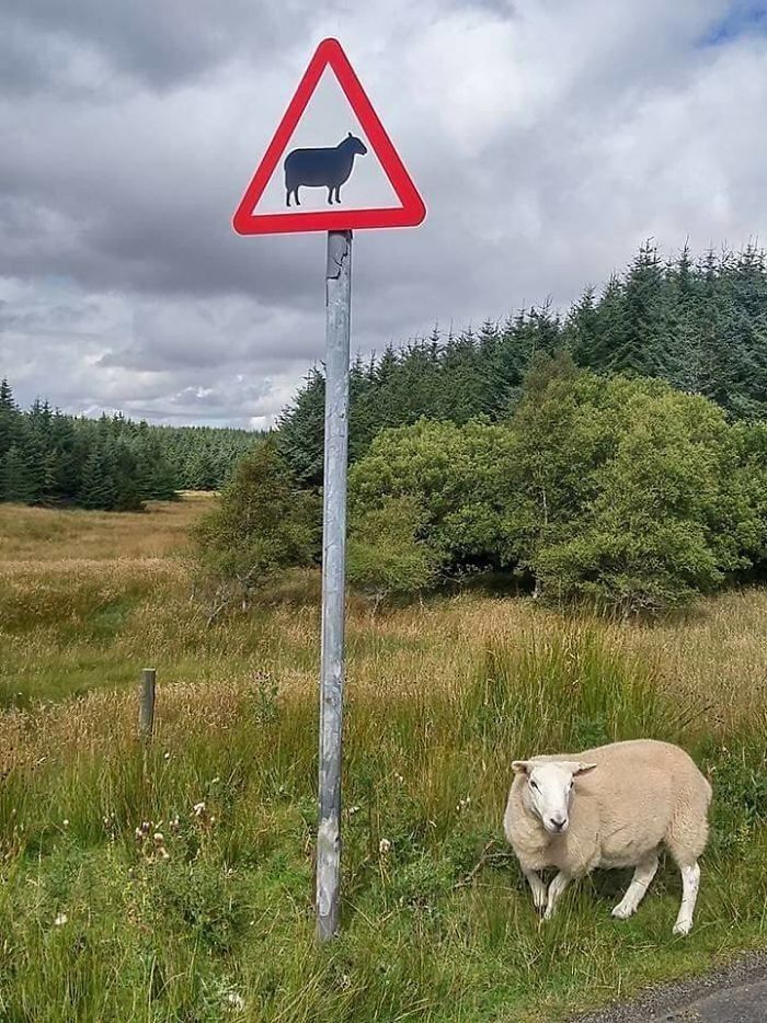 A white sheep standing on the side of a road in the countryside. A green field with trees stretch out into the distance under a blue, cloudy sky. The sheep stands to the right of a white triangular sign with a red border. The sign has a silhouette of a sheep on it.
