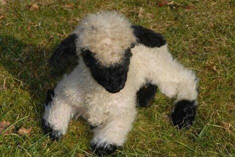 A very small Valais Blacknose lamb resting on green grass with a few brown leaves scattered around, the lamb's shadow casted on it. Caption: black circle emoji, white heart emoji, black heart emoji, white circle emoji 