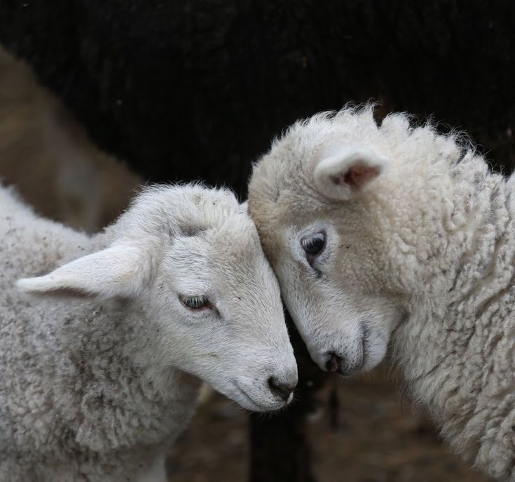 Two white sheep resting their foreheads against each other's with smiles on their faces