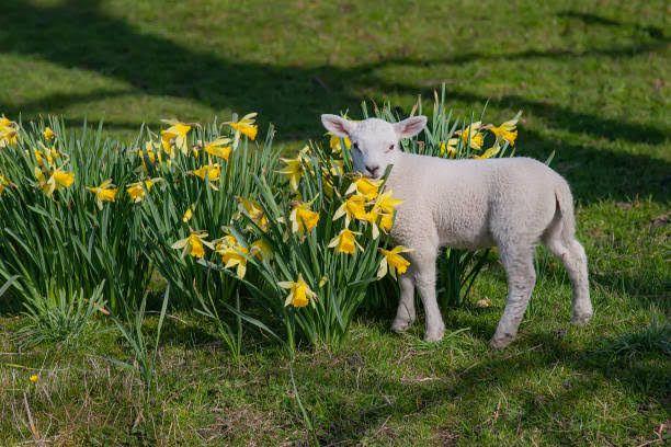A little white lamb standing to the right of a bed of daffodils
Caption: Smelling the daffodils, yellow heart emoji