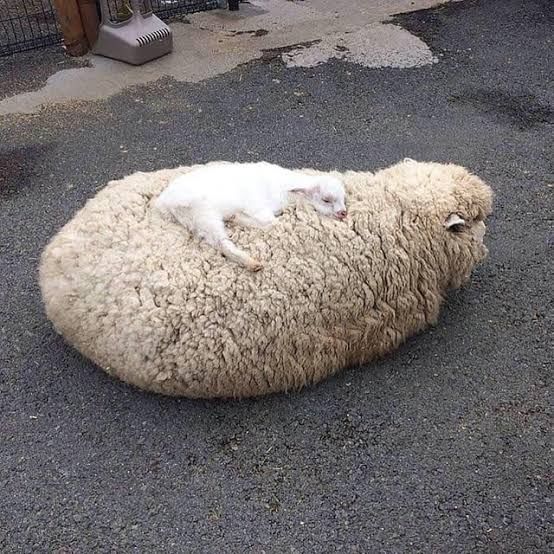 A tiny white lamb resting on its mother, who is also resting in a loaf position on a grey concrete ground. The adult sheep is facing away from the camera.
