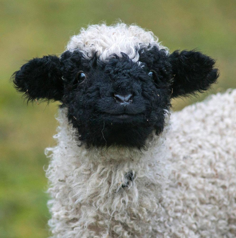 A close-up of a Blacknose lamb's smiling face.