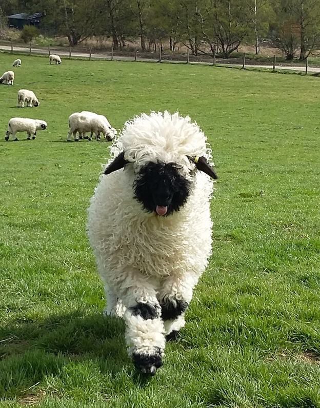 A Blacknose sheep trotting over to the camera across a field with 6 sheep grazing in the background.