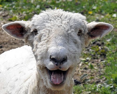 A close-up of a young sheep with white fleece, possibly Romney, giving a big smile to the camera. Background is a patch of dirt surrounded by grass. Photo credit: Bob Jagendorf on Flickr