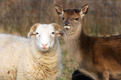 A horned sheep with white wool next to a doe, both looking slightly off to the left