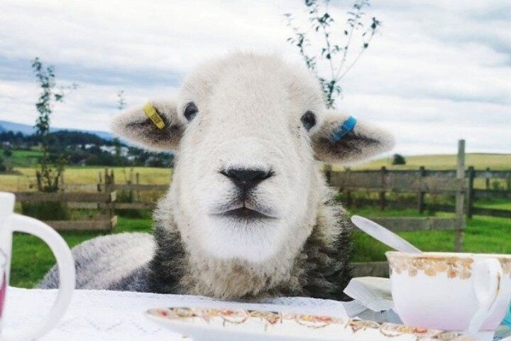 A herdwick sheep sitting at a white tea party table, looking at the camera. It has a yellow tag in its left ear and a blue tag in its right ear. On the table are gilt rimmed fine china teacups and a saucer, and a white cup partly out of frame on the left. The background is a countryside with a green field, wooden fence, trees, and a cloudy sky. Caption: would ewe like some tea? Tea emoji
Source: https://www.byfood.com/experiences/tea-with-naughty-sheep-26149