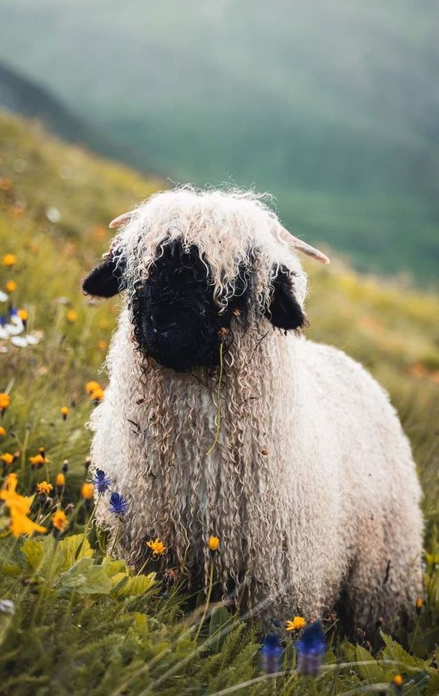 A Blacknose sheep on a hill, standing among yellow, blue and white flowers. The background is blurred, and the sheep is looking to the left.