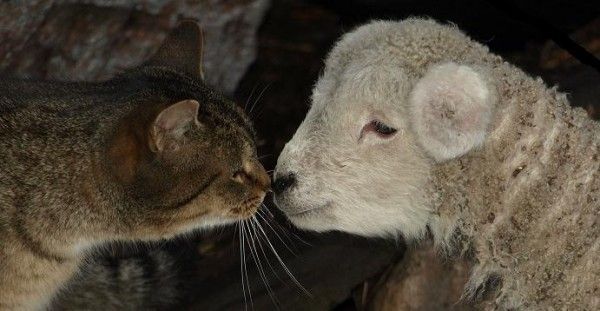 A brown cat (left) touching noses with a tiny white lamb (right)
