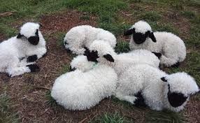 Six Blacknose sheep lambs resting on the ground. Caption: welcome to the sheep loaf bakery, loaf emoji, cupcake emoji