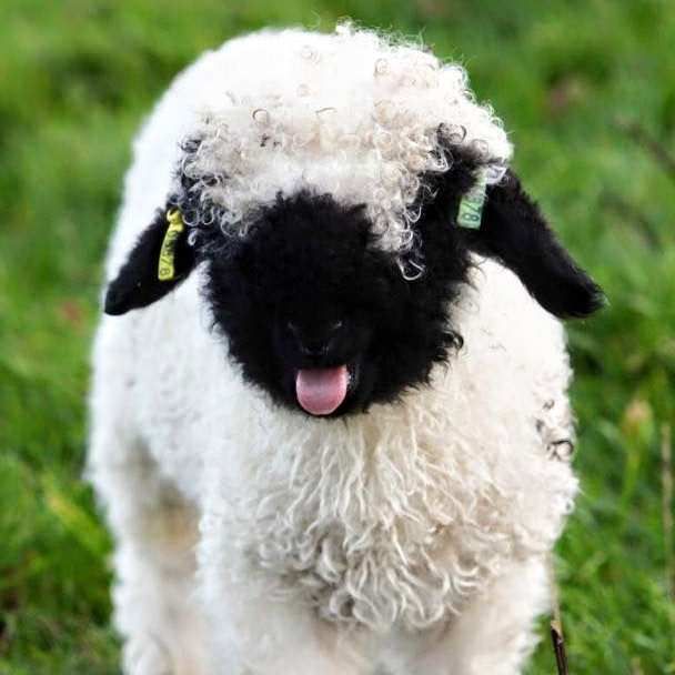 A Blacknose lamb poking its tongue out at the camera. It has a yellow tag in its left ear and a green tag in its right ear.