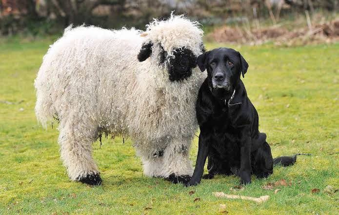 A Blacknose sheep standing next to a sitting black Labrador. The sheep has the typical curly white wool, black face, ears and feet of a Valais Blacknose sheep. Both animals are looking at the camera. They're in a grass field with a few leaves scattered around. What appears to be a bone is on the ground in front of the dog. Caption: black heart emoji, two white heart emojis, black heart emoji. Source: https://people.com/pets/marley-sheep-thinks-hes-dog-lab-best-friend/