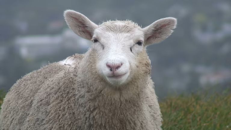 A white sheep with its ears perked right up smirking at the camera. The background appears to be a grassy hill by a mountain.