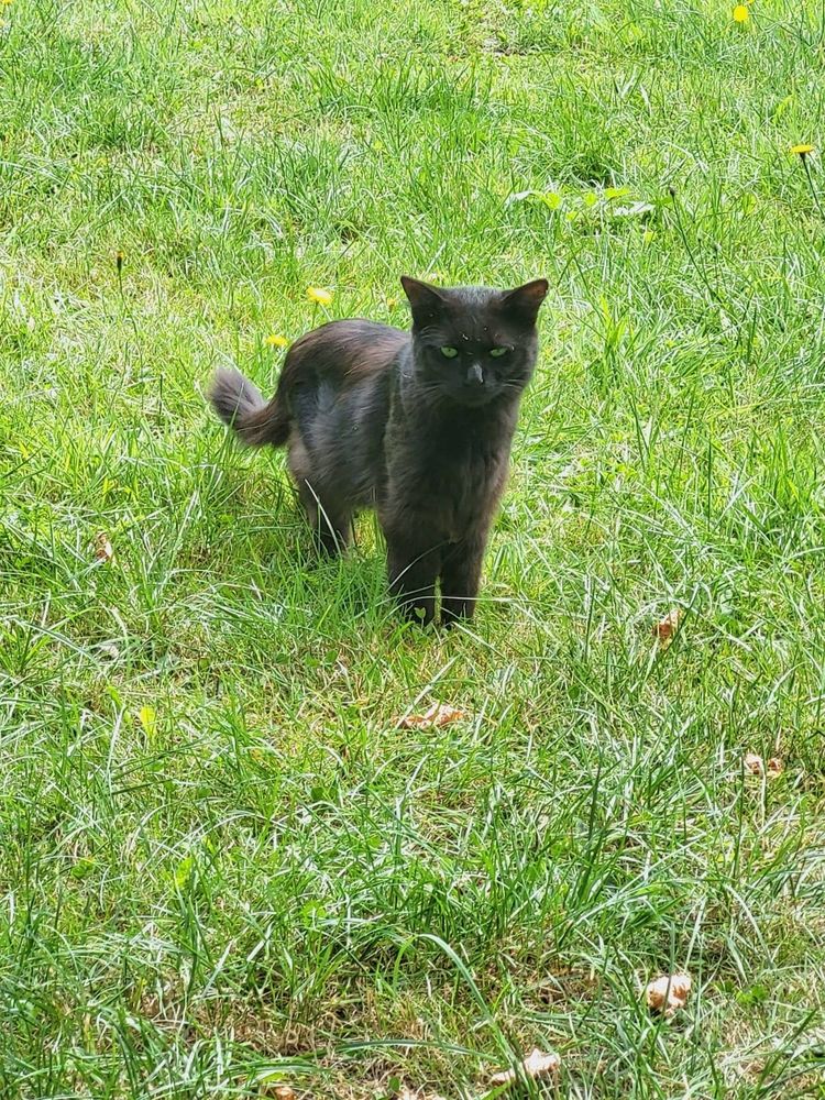 Chat noir fluffy dans l'herbe