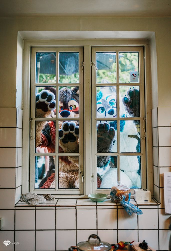 two fursuit (wolf and arctic fox) behind a window looking in with they "beans" up 