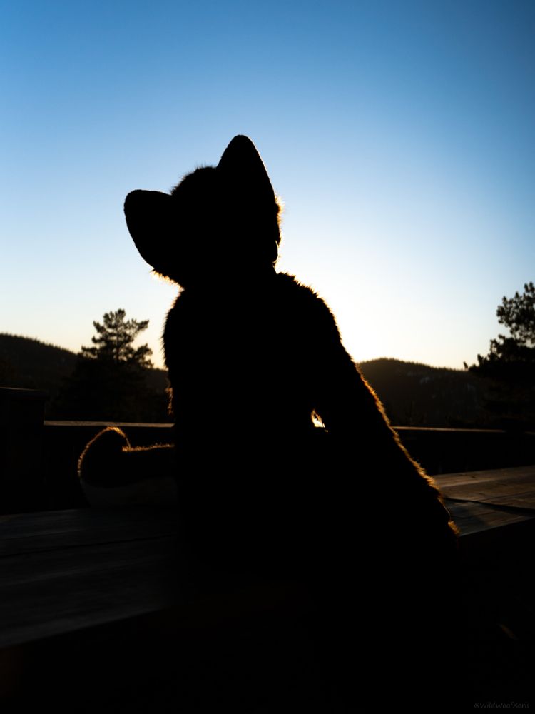 a fursuit lived from behind making it very black so you can't see the coleors of it with the sun right behind him as he is siting on a bench