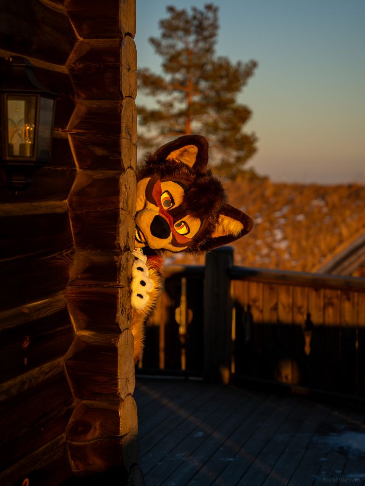 a wolf fursuit peaking out from behind a building