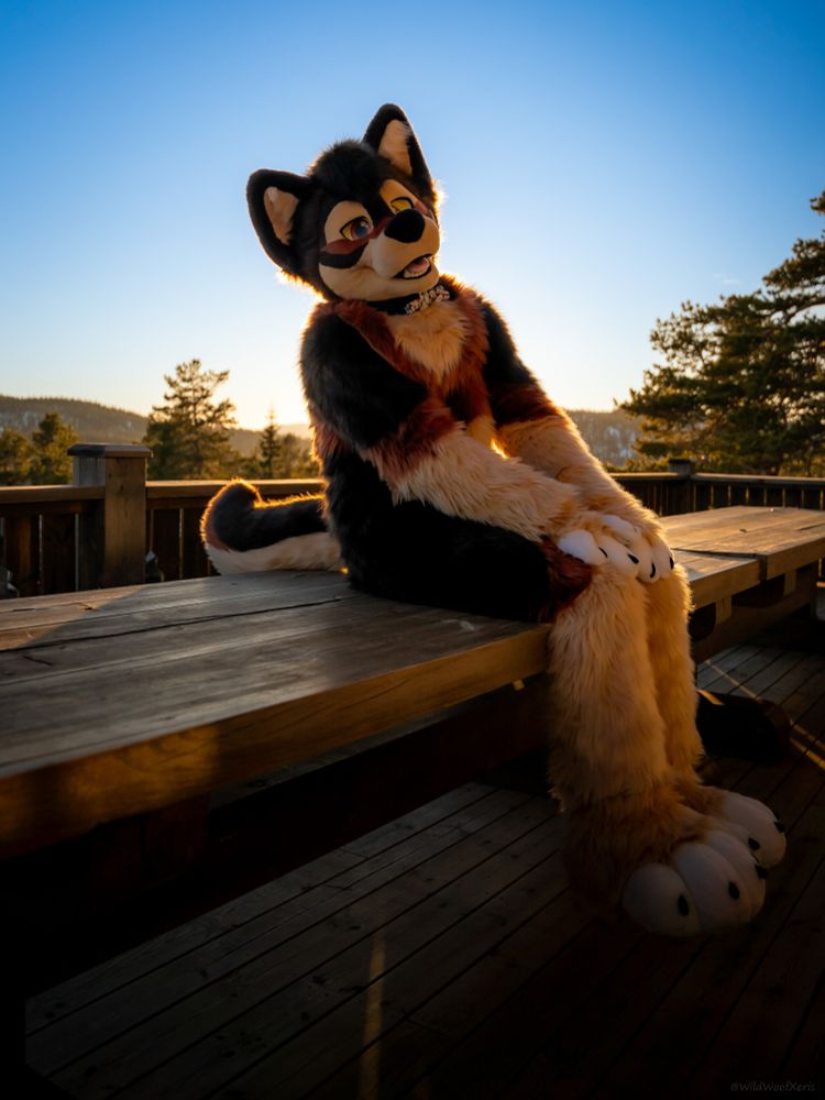 "A fursuiter with black, reddish-brown, and cream-colored fur sits on a wooden bench during sunset. Their long legs dangle off the edge as they face the camera with a gentle, relaxed expression. The warm golden light highlights the textures of the fur, creating a soft, tranquil atmosphere. Behind them, pine trees and rolling hills are silhouetted against a clear blue and orange sky."