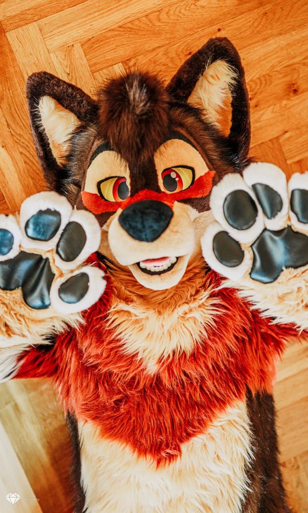 a wolf fursuit laying on his back with his up showing on the goodies