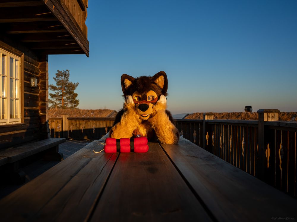 Wolf fursuiter with plans of world domination, staring cutely into the camera, with a stack of dynamite