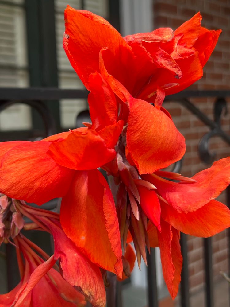 Orange canna Lily in front of a wrought iron gate and brick wall.