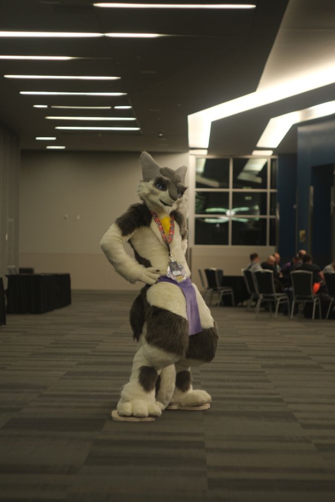 Kel the Sergal, standing in the open seating area known as "the fishbowl" in the ground level of the San Jose convention center. Taken at Further Confusion 2024.

Four images, four poses:
hands on hips, kinda leaning back, imposing
arms crossed, looking sideways
kneeling, poised, hand to the ground, kinda prowly
portrait shot, chest up, regal, handsome critter