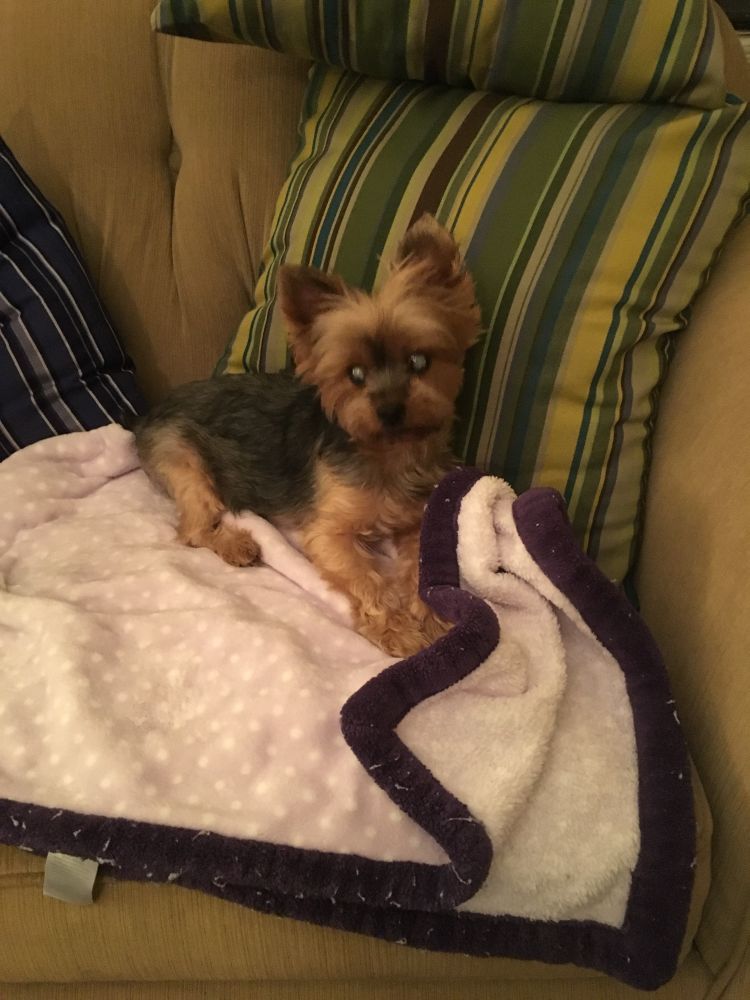 A blind Yorkshire Terrier lying on a sofa.