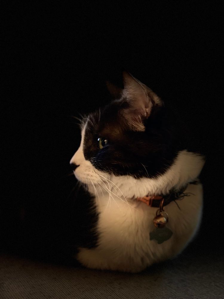 Portrait photo of a tuxedo cat in loaf position looking to the side