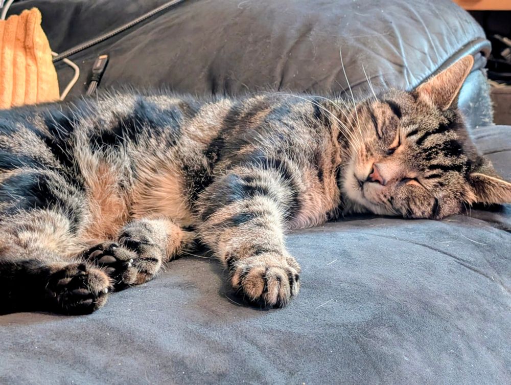 Disco the tabby cat stretched out and fast asleep on a dark grey sofa, with one paw extended forward and a look of peaceful contentment on his face.
