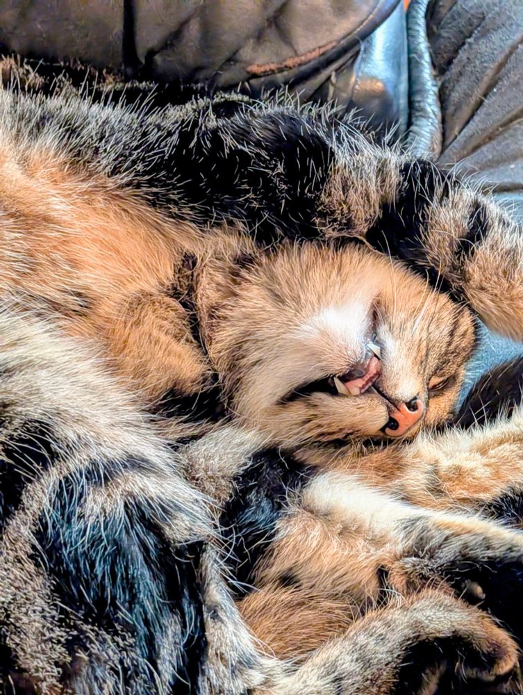 Disco-Cat, a tabby tom, is curled up asleep on a dark leather surface. His head is twisted upside down in a comically contorted position, with one paw draped over his face and his mouth slightly open to reveal a few tiny teeth. His flooffy body is completely relaxed, mid-dream and, in fact, mid-snore.
