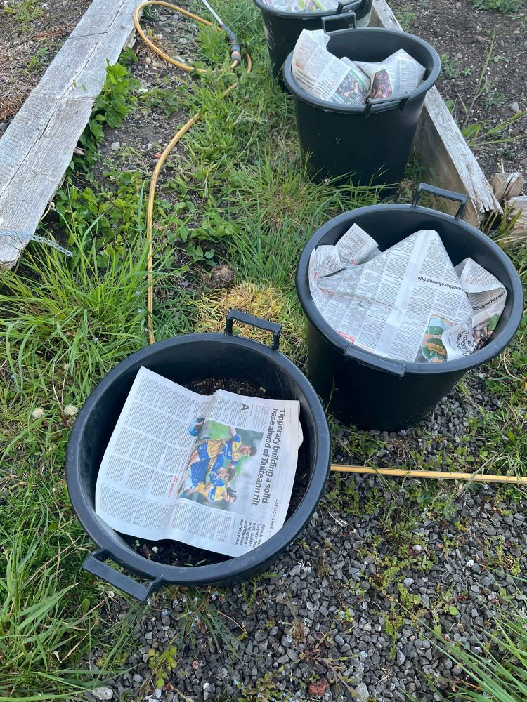 30 litre pots of potatoes covered with newspaper to protect against cold nighttime temperatures. 