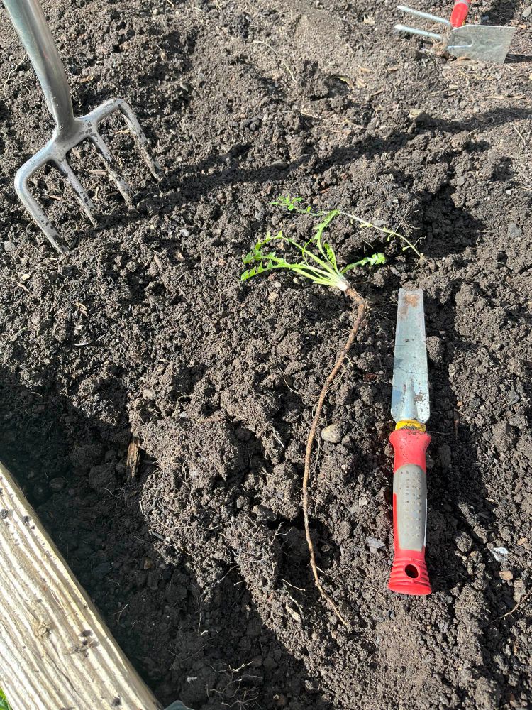 Dug up dandelion on bare soil background with root approx 30cm long alongside digging trowel for perspective. 