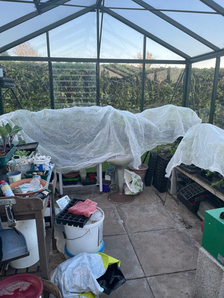 Plants covered by horticultural fleece in glasshouse. 