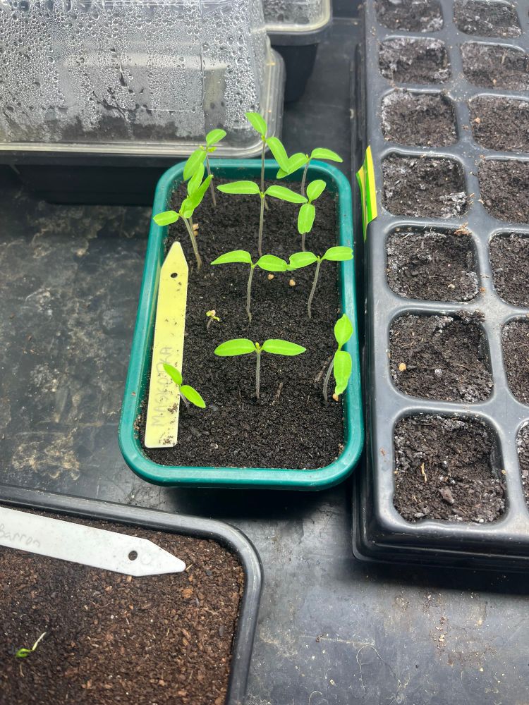 Quarter sized seed tray with 13 seedlings in a heated propagator. 