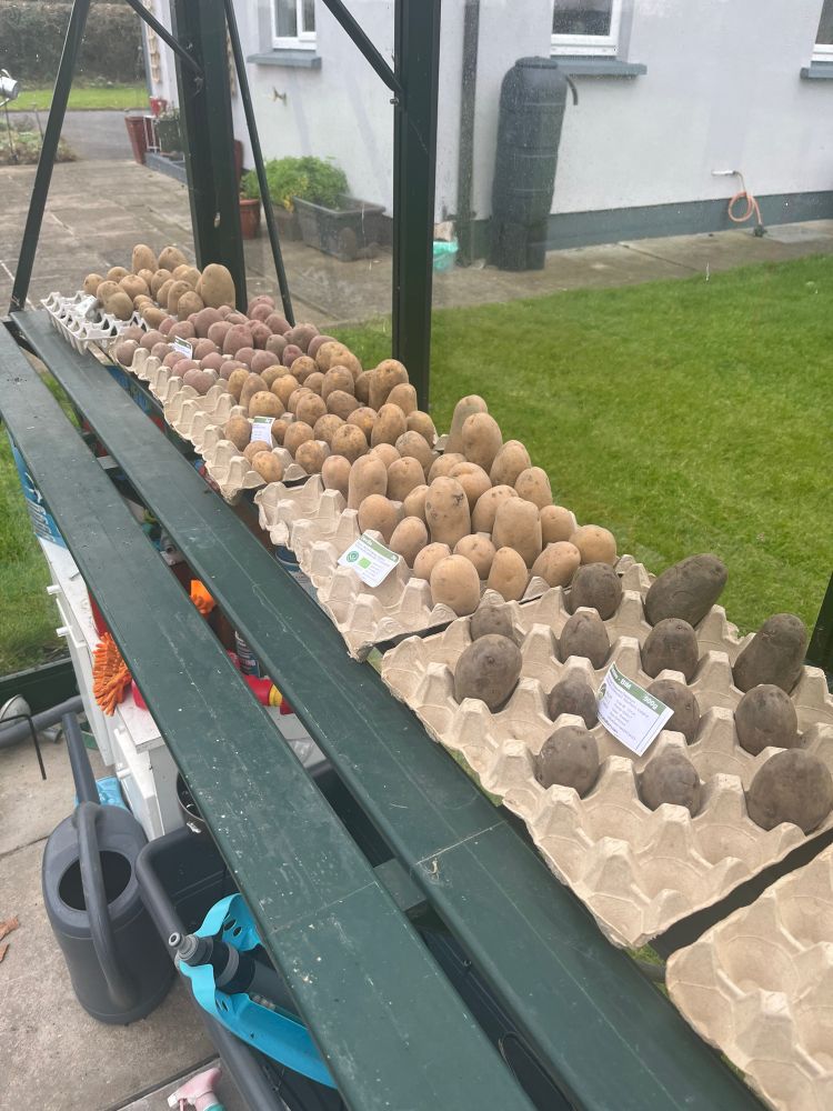 Photo of potatoes chatting on cardboard egg trays