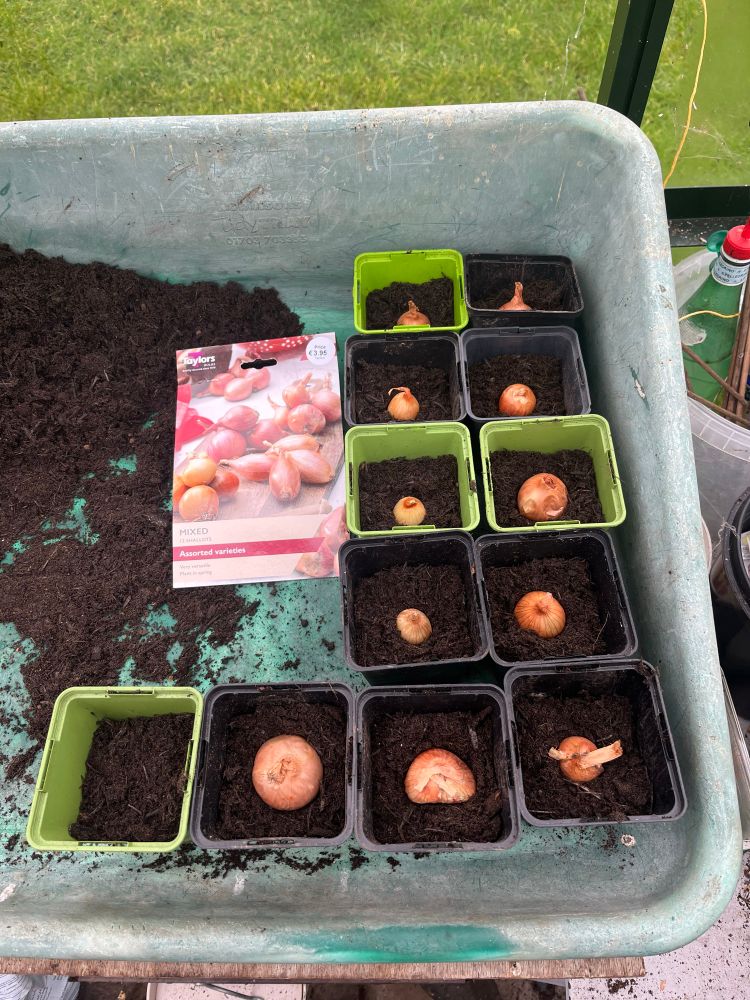 Photo of shallot bulbs planted in pots