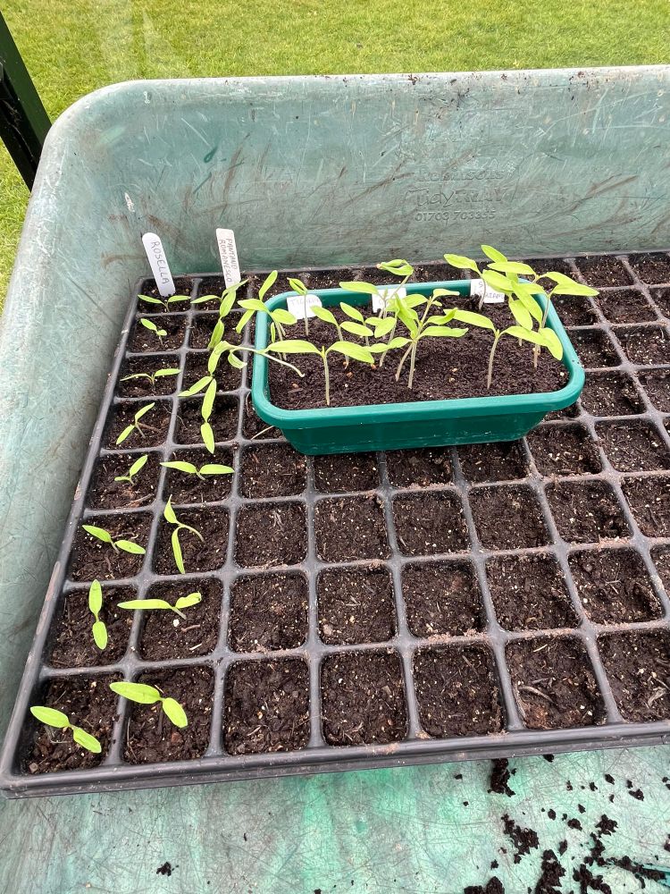 Black module tray filled with compost with two rows of eight cells filled with seedlings. Green quarter size tray sitting on it showing the process of pricking out seedlings into individual modules. Seedling planted much deeper in modules to encourage root development. 