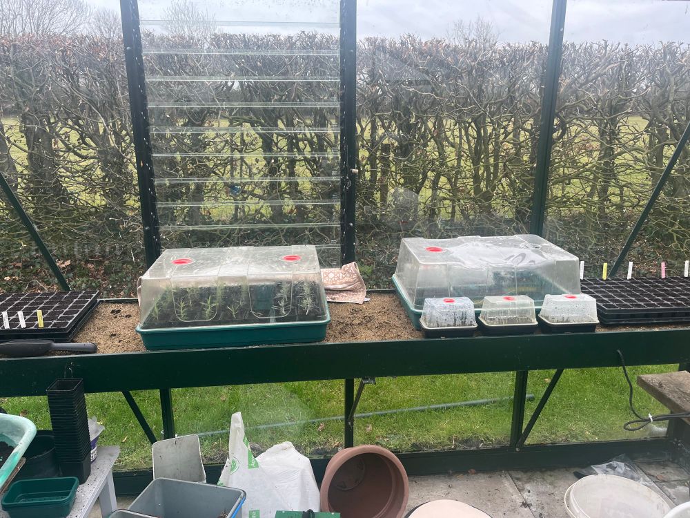 Photo of seed trays on heated sand bench in greenhouse. 