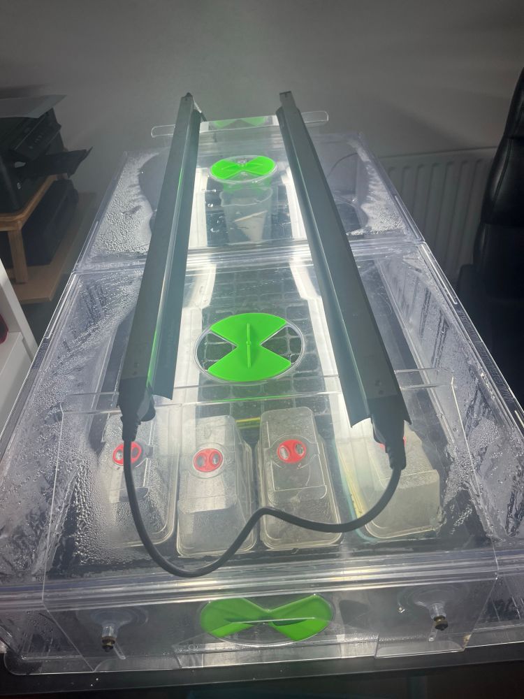 Photo of heated plant propagator with grow lights in operation. 