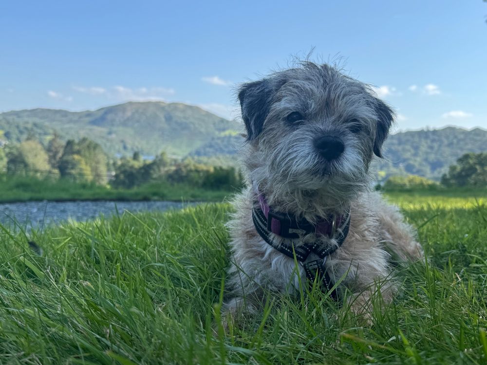 Little Joe, with Loughrigg Fell in the background. 