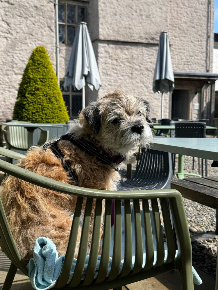 Border terrier sat on a chair. 