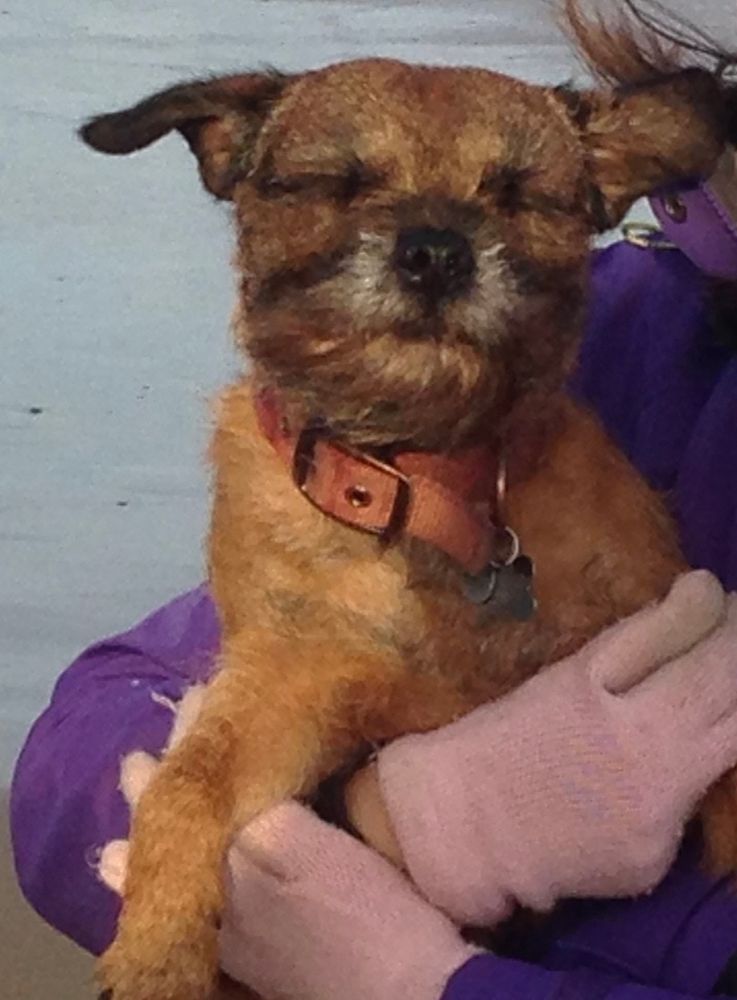 Border terrier being held, in a high wind with ears flapping!